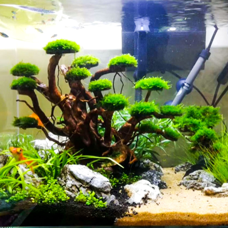 Aquarium Plant Growing - Decoración para Acuarios: Esqueleto de Árbol