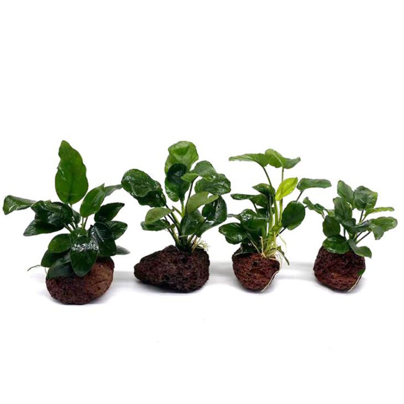 Decoración de acuario volcánic - Aquarium Plant Rings reseña y precio