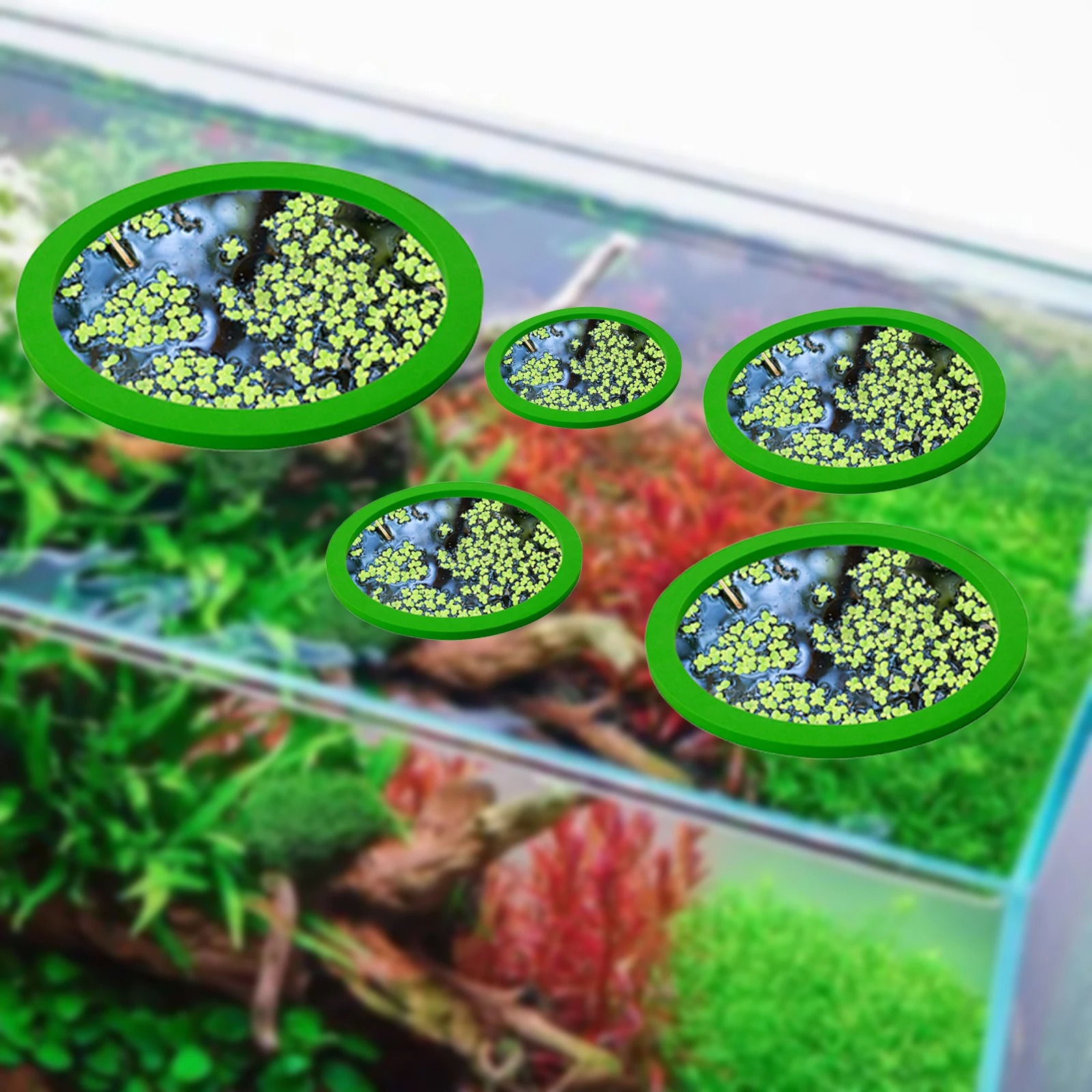 5 uds EVA anillo de alimentaci - Aquarium For Planted Tank reseña y precio