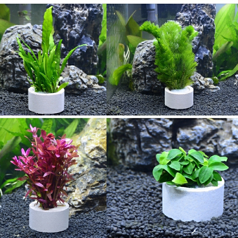 Anillo de cerámica para decora - Aquarium Plant Rings reseña y precio