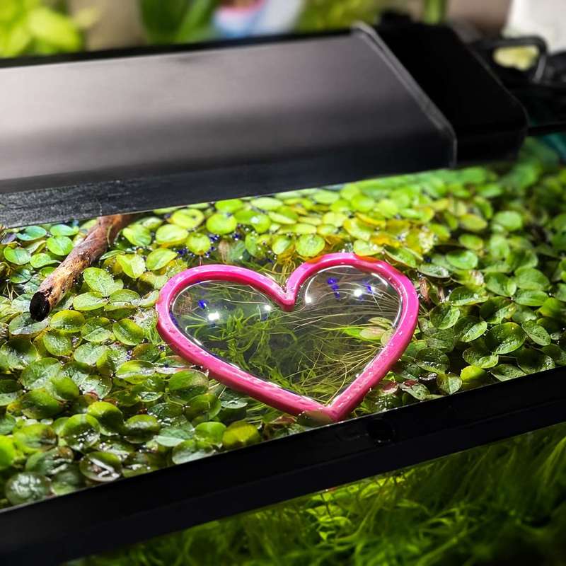 Anillo Flotante en Forma de Co - Aquarium Plant Rings reseña y precio