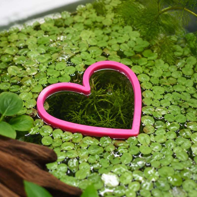 Anillo Flotante en Forma de Co - Aquarium Plant Rings reseña y precio
